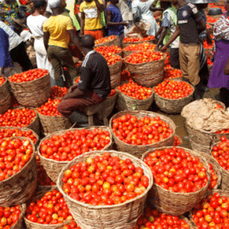 tomatoes